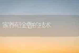 家养郁金香的技术