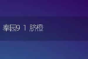 奉园91脐橙