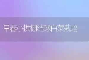 早春小拱棚结球白菜栽培