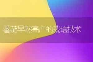番茄早熟高产的栽培技术