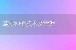 鸢尾种植技术及管理