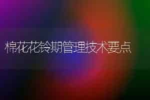 脐橙地膜覆盖可防裂果