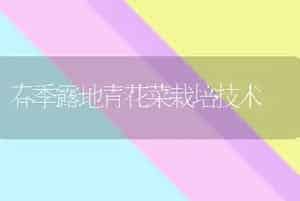 春季露地青花菜栽培技术