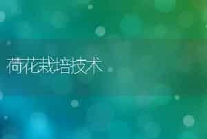 荷花栽培技术