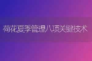 荷花夏季管理八项关键技术