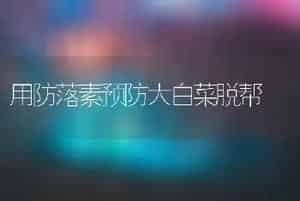 用防落素预防大白菜脱帮