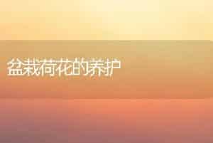 盆栽荷花的养护