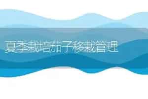 9℃处理的郁金香种球栽培技术