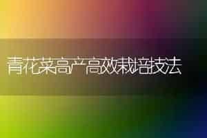 青花菜高产高效栽培技法