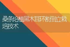 桑条培植黑木耳环割倒立栽培技术