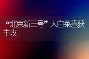 “北京新三号”大白菜喜获丰收