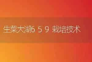 生菜大湖659栽培技术
