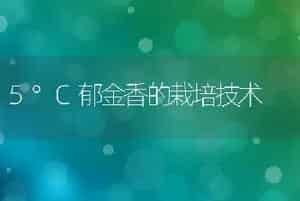 5°C郁金香的栽培技术