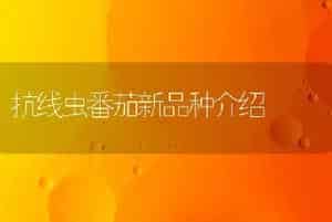抗线虫番茄新品种介绍