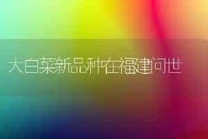 大白菜新品种在福建问世
