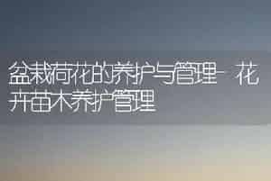 盆栽荷花的养护与管理-花卉苗木养护管理