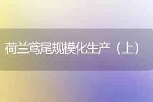 荷兰鸢尾规模化生产（上）