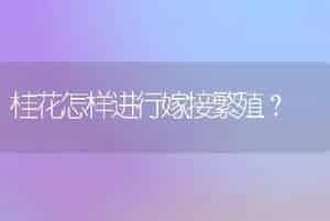 桂花怎样进行嫁接繁殖？