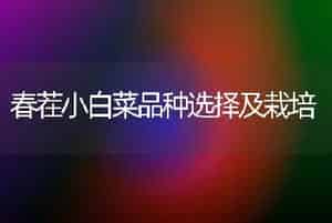 春茬小白菜品种选择及栽培