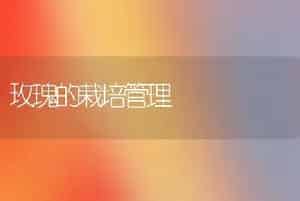 玫瑰的栽培管理
