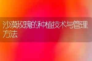沙漠玫瑰的种植技术与管理方法