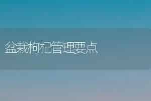 盆栽枸杞管理要点