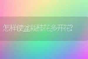 怎样使盆栽桂花多开花?
