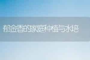 郁金香的家庭种植与水培