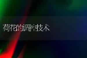 荷花的调控技术