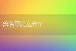 含羞草怎么养？