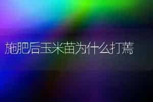 金叶女贞的嫩枝扦插