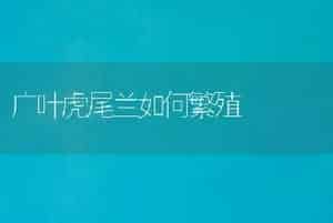 广叶虎尾兰如何繁殖