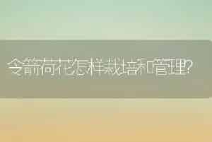 令箭荷花怎样栽培和管理？