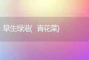 早生绿港(青花菜)