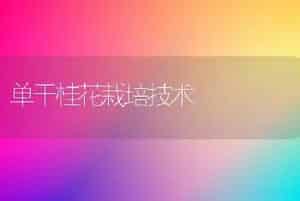 单干桂花栽培技术