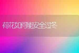 荷花如何能安全过冬