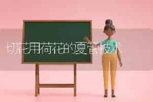 切花用荷花的夏管技术
