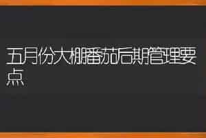 五月份大棚番茄后期管理要点