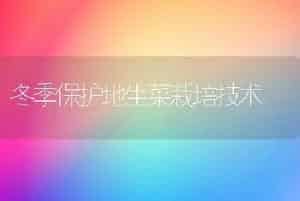 冬季保护地生菜栽培技术