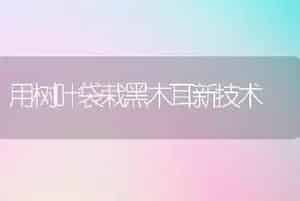 用树叶袋栽黑木耳新技术