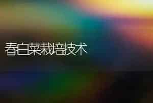 春白菜栽培技术
