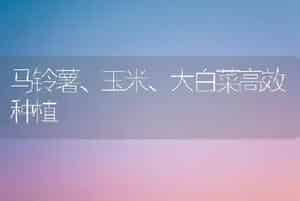 马铃薯、玉米、大白菜高效种植