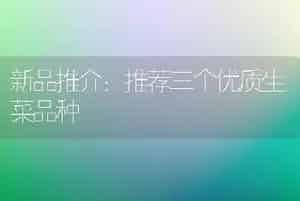 新品推介：推荐三个优质生菜品种