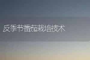 反季节番茄栽培技术