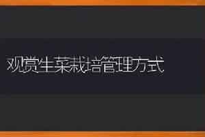 观赏生菜栽培管理方式