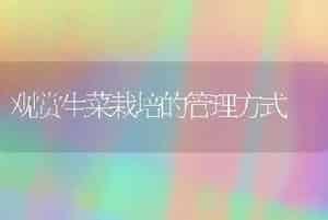 观赏生菜栽培的管理方式