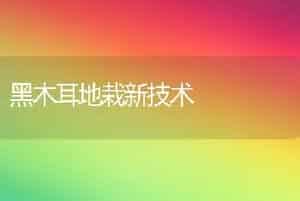 黑木耳地栽新技术