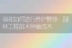 荷花如何进行养护管理-园林工程苗木种植技术
