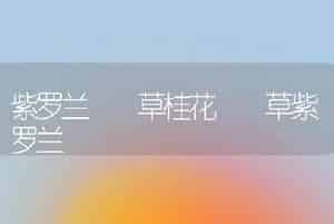 紫罗兰  草桂花  草紫罗兰