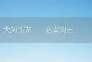 大葱新宠――商者葱王